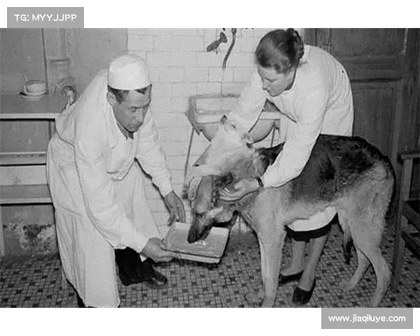 双头狗(「双头狗」的新标题:猎犬双役) 双头狗(「双头狗」的新标题:猎犬双役)